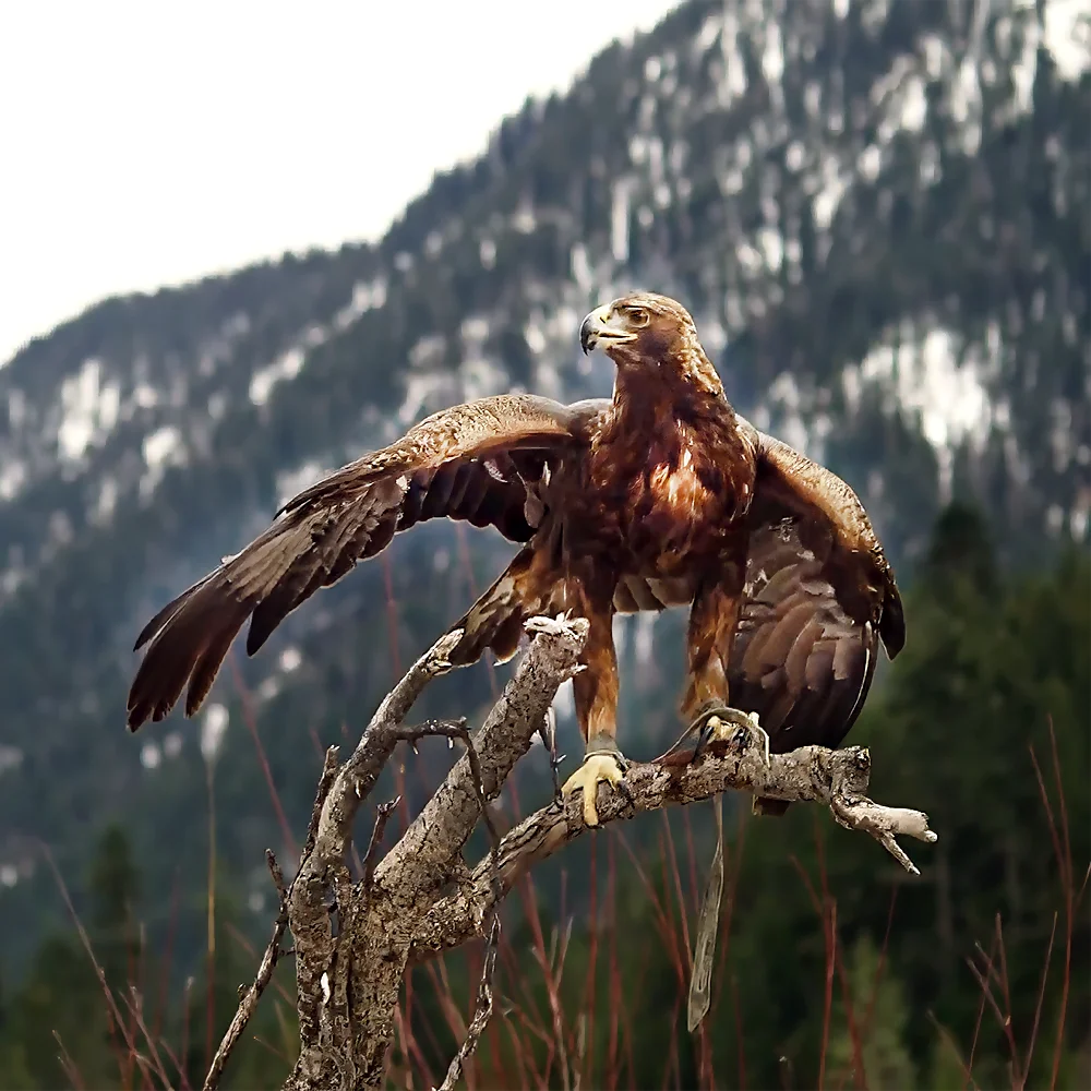 21-Tage Onlinekurs Der Adler befreit sich – Transformation, innere Freiheit und Selbstfindung durch Videoimpulse, Übungen und Texte