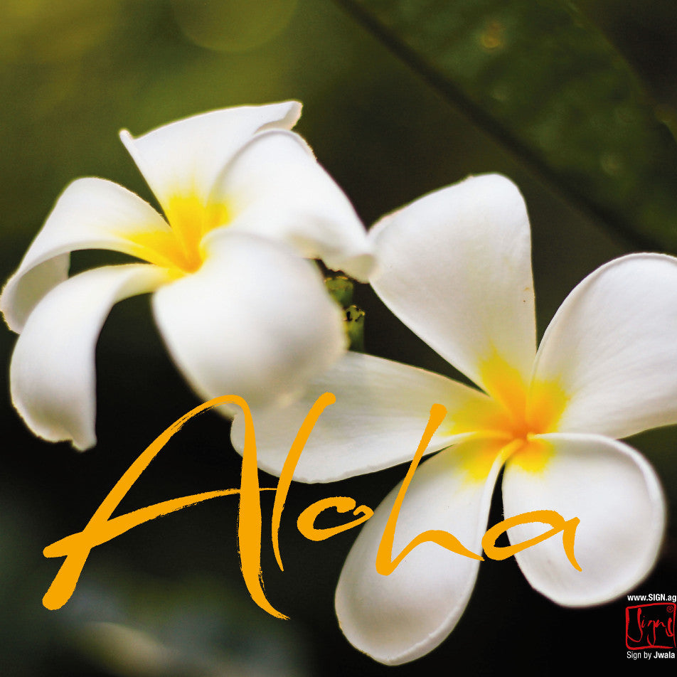 10 Klappkarten "Aloha"