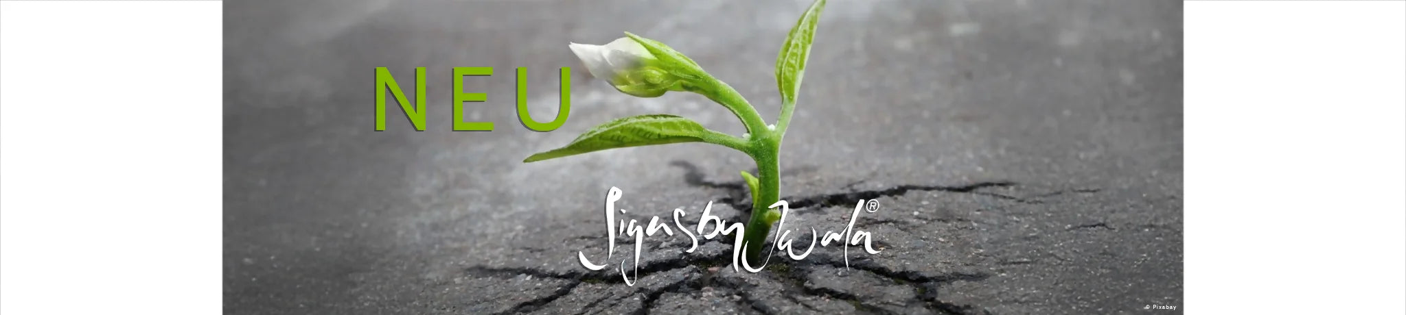 Grün-weiße Blume mit dem Schriftzug „Neu“ aus dem Onlineshop SignShop Tirol.